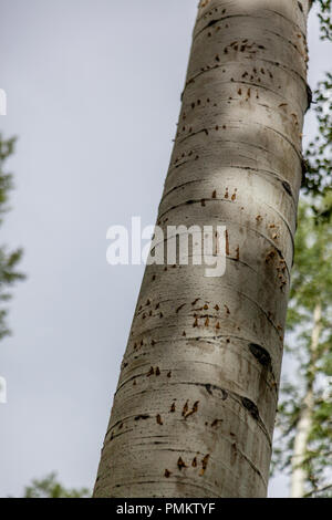 Black Bear (Ursus Americanus) sono molto abili arrampicatori ad albero. Segni di una scalata questo aspen tree mostra la sua agilità a salire senza bisogno di rami. Foto Stock