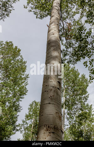 Black Bear (Ursus Americanus) sono molto abili arrampicatori ad albero. Segni di una scalata questo aspen tree mostra la sua agilità a salire senza bisogno di rami. Foto Stock