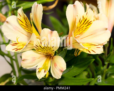 Estate esotiche e fiori di giallo pallido perenne giglio peruviano, Inca Alstroemeria 'Sundance' Foto Stock