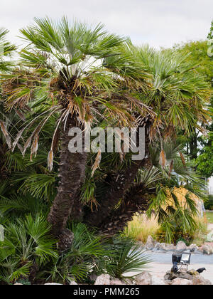 Grandi e vecchi multi stabilimento con gambo della metà hardy ventola europeo palm, chamaerops humilis, a Torquay, Devon, Regno Unito Foto Stock