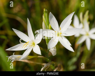 Star come bianco fiori autunnali del Sudafricano Kaffir lily, Hesperantha coccinea "Alba" Foto Stock