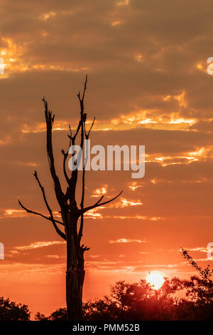 Rosso arancione tramonto Africano su alberi Foto Stock