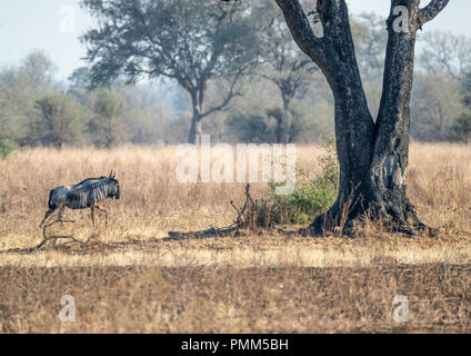 Cookson's GNU, sotto un albero, sulle praterie di savana del sud Luangwa, Zambia Foto Stock
