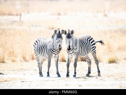 Crawshays Zebra sulle pianure dell Africa Foto Stock