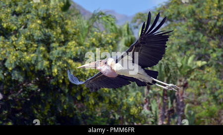 Marabou Stork (Leptoptilus crumeniferus) in volo su jungle Foto Stock