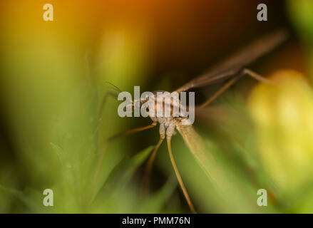 Cranefly su un fiore Foto Stock