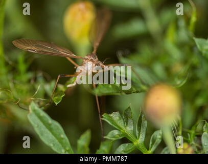 Cranefly su un fiore Foto Stock