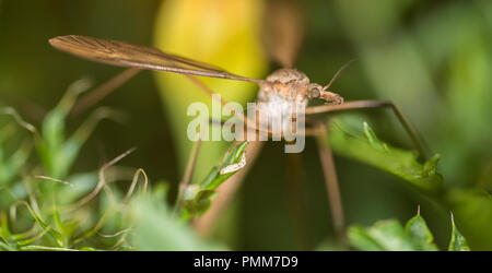 Cranefly su un fiore Foto Stock