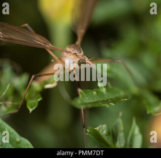 Cranefly su un fiore Foto Stock