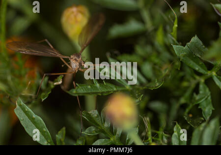 Cranefly su un fiore Foto Stock