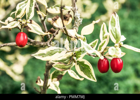 Corniolo sanguinello, Cornus mas ' Elegantissima ' bacche rosse Foto Stock