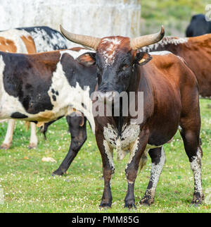 Nguni Bovini, Western Cape, Sud Africa Foto Stock