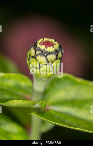 Germoglio di fiore di un comune calendula Foto Stock