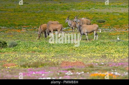 Allevamento di eland pascolo, Costa Ovest, Sud Africa Foto Stock