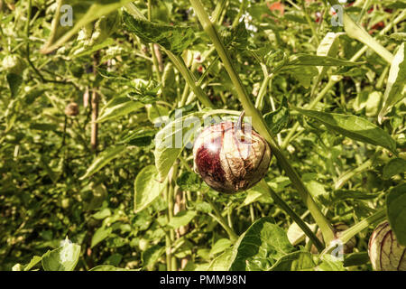 Mexican husk tomatillo - Physalis ixocarpa crescente sulla vite Foto Stock