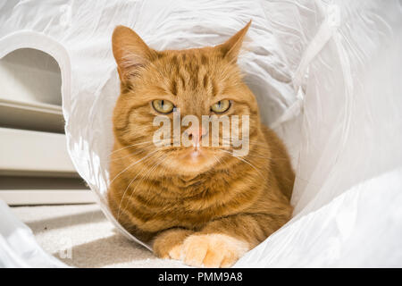 Arance grandi cat giocando e posa per la telecamera mentre in un tunnel di gatto Foto Stock