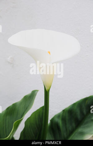 Close up dettaglio di un gigante white Calla Lily contro uno sfondo di un muro bianco Foto Stock