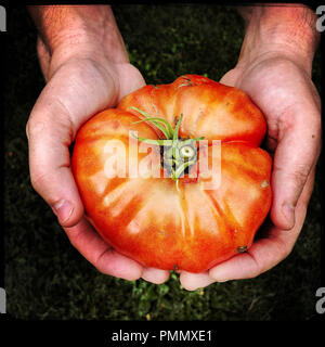 Un cimelio di grandi dimensioni il pomodoro appena raccolto Foto Stock