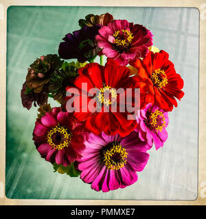 Un estate bouquet di fiori zinnia Foto Stock