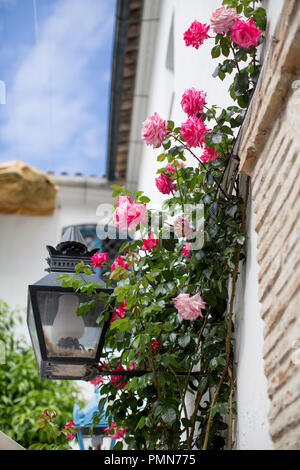 Rosa brillante che si arrampica sulle rose che crescono su un traliccio sul lato di un edificio bianco dall'aspetto mediterraneo. Verticale. Primo piano. Foto Stock