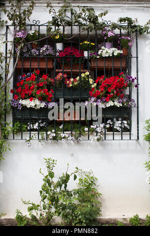 Fiori dai colori vivaci che cresce in scatole di finestra in una cornice per una finestra in un bianco casa murata in Europa Foto Stock