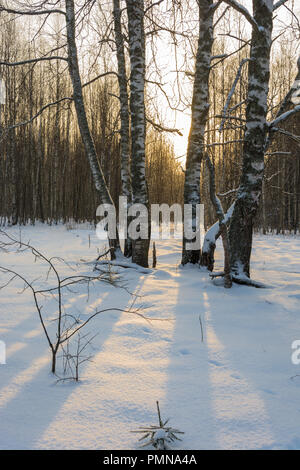 Tronchi di betulle gettato ombre scure più bianco della neve sotto i raggi del sole al tramonto. Foto Stock
