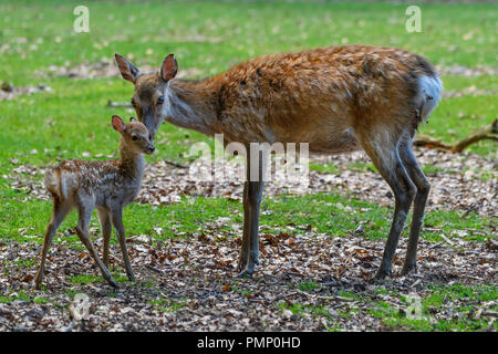 Cervi Sika, Cervus nippon, femmina con capretta, Germay, Europa Foto Stock