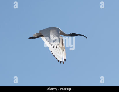 Australian White Ibis (Threskiornis molucca) in volo di svolazzamento ali, Emu Creek, vicino Petford del Queensland del Nord, QLD, Australia Foto Stock