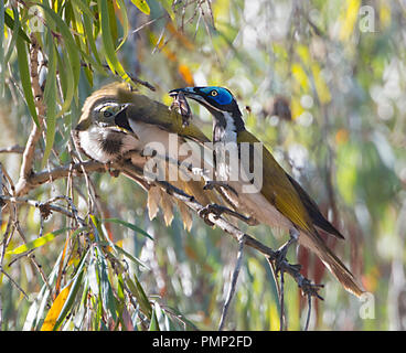 Blu-di fronte Honeyeater (Entomyzon cyanotis) alimenta la sua giovane, Emu Creek, vicino Petford del Queensland del Nord, QLD, Australia Foto Stock