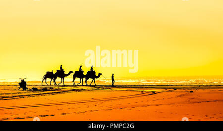 Gruppo di camel presso la spiaggia di Essaouira in Marocco Foto Stock