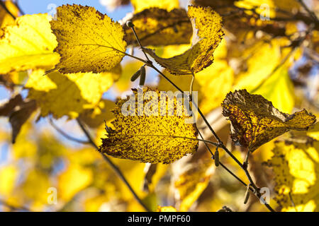 Ramo di albero con giallo faggio appassiti di foglie di autunno sfocata sullo sfondo di alberi Foto Stock