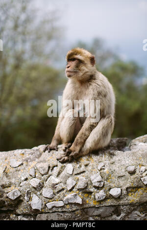 Una Barberia scimmia macaco seduto su una parete. Lo sfondo è soft focus alberi (profondità di campo). Gibilterra Foto Stock