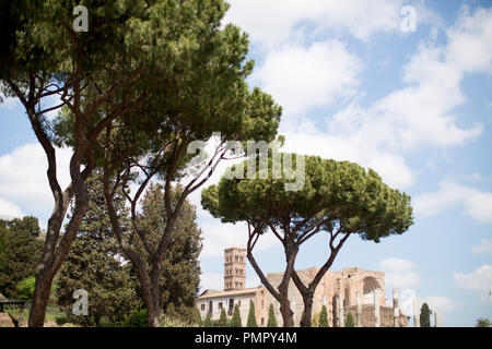 La Domus Flavia | Aula Regia,palazzo di Domiziano e la Collina del Palatino su Palantine Hill con pini larici in primo piano, Roma Foto Stock