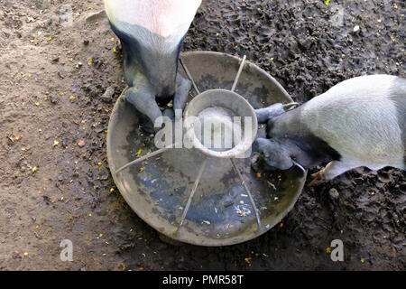 A doppio spiovente suini al Ryedale Folk Museum, Hutton Le Hole, Yorkshire Regno Unito Foto Stock