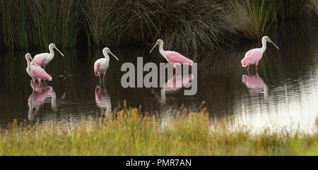 Il Roseate Spoonbill è un singolare ed unica trampolieri trovati nel sud degli Stati Uniti Foto Stock