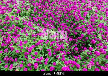 Globo Amaranth (Gomphrena globosa) fiori Foto Stock