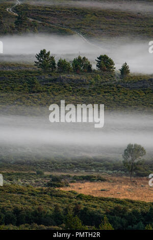 Boccola lontano con misty e alberi, l'immagine verticale Foto Stock