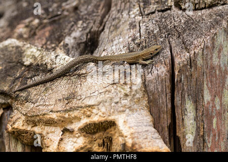 Lizard comuni (Lacerta vivipara) prendere il sole caldo sul ceppo di albero. Grigio colorazione marrone con marcature variabile e modelli questo ha una molto lunga coda Foto Stock