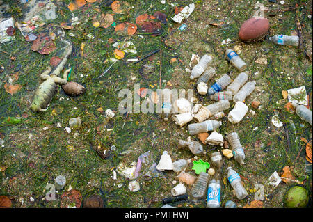 MIAMI, Stati Uniti d'America - circa agosto, 2018: plastica, polistirolo e inquinamento cestino flottante con alghe marine e morto un iguana marina. Foto Stock