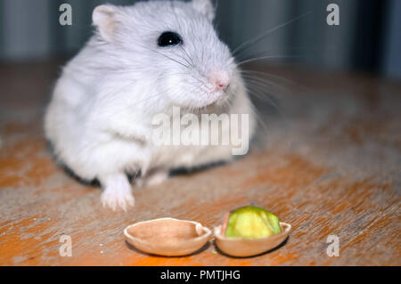 Un adorabile hamster sniffing intorno, cercando un dado di pistacchio, seduto su una sedia in legno Foto Stock