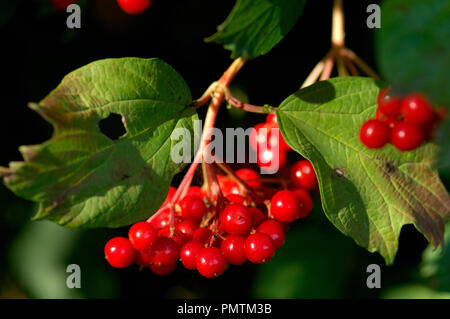 Viburno Rose (viburnum opulus) bacche mature, Viorne Obier Foto Stock