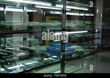 Coltura di tessuto la tecnologia in laboratorio. Cellula vegetale che cresce su terreno nutriente Foto Stock