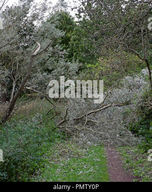 Duddingston Edimburgo, Scozia, 19 settembre 2018. Regno Unito tempesta meteo Ali, accanto a Duddingston Loch nel Parco Hoyrood severe gales hanno provocato gravi danni a diversi alberi che sono stati sradicati o grossi rami copiato da tronchi di Rowan e Willow esemplari, possibilmente a causa di alberi essendo in piena anta in questa prima parte dell'autunno. Foto Stock