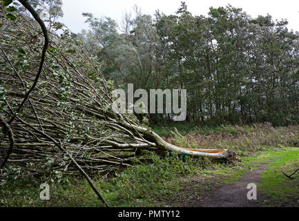 Duddingston Edimburgo, Scozia, 19 settembre 2018. Regno Unito tempesta meteo Ali, accanto a Duddingston Loch nel Parco Hoyrood severe gales hanno provocato gravi danni a diversi alberi che sono stati sradicati o grossi rami copiato da tronchi di Rowan e Willow esemplari, possibilmente a causa di alberi essendo in piena anta in questa prima parte dell'autunno. Foto Stock