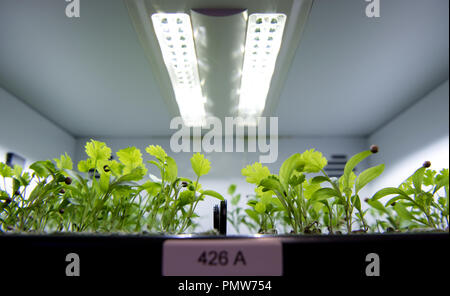 Monaco di Baviera. Undicesimo Sep, 2018. Vari tipi di insalate ed erbe crescere sotto le lampade a LED nel laboratorio di Agrilution. (Dpa circa "l'agricoltura verticale - la parola magica del settore illuminazione') Credito: Sven Hoppe/dpa/Alamy Live News Foto Stock