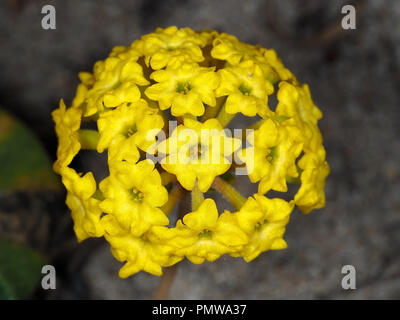 Wild Abronia latifolia (costiere giallo sabbia-verbena) fiore testa in agosto in California, Stati Uniti d'America Foto Stock