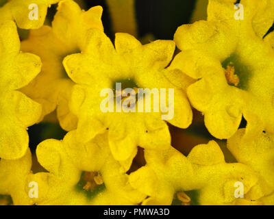 Close-up foto macro di Abronia latifolia (costiere giallo sabbia-verbena) fiori nel mese di agosto in California, Stati Uniti d'America Foto Stock