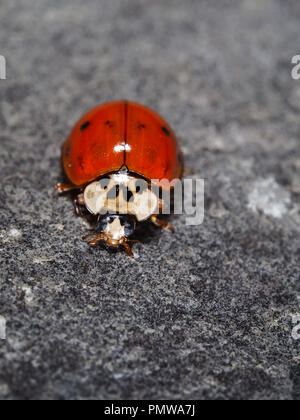 Macro shot di Harmonia axyridis (Asian ladybeetle) nello stato di New York, Stati Uniti d'America Foto Stock