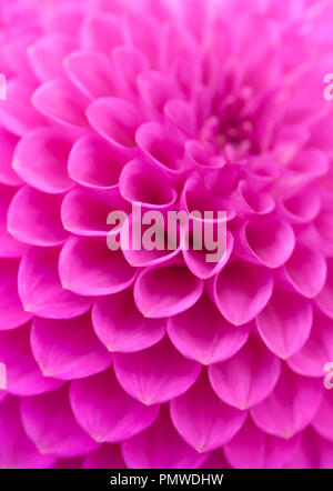 Crisantemo rosa pompon fiore. Foto Stock