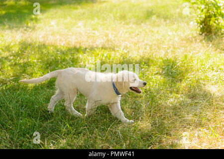 Piccolo cucciolo gode di clima soleggiato Foto Stock